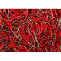 High Quality New Crop Dried Chili for Sale